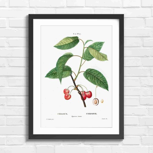 Vintage cherry botanical - vintage,