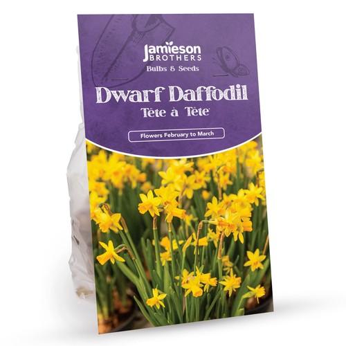 Tete daffodil bulbs - a,