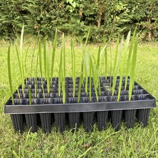 Canary Island Date Palm - Phoenix Canariensis - Pineapple Palm Seedlings