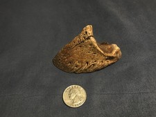 FOSSIL BISON HOOF CORE MEGA