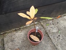 CASTANEA SATIVA SWEET CHESTNUT
