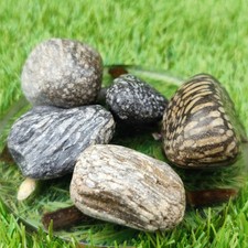 Coral fossil bundle of UK