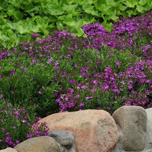 Trailing lobelia riviera rose - lobelia,