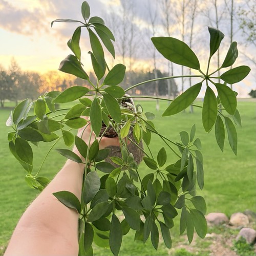 Umbrella tree plant - tree,