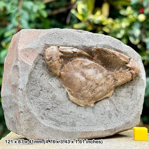 Charybdis complete fossil - complete, crab