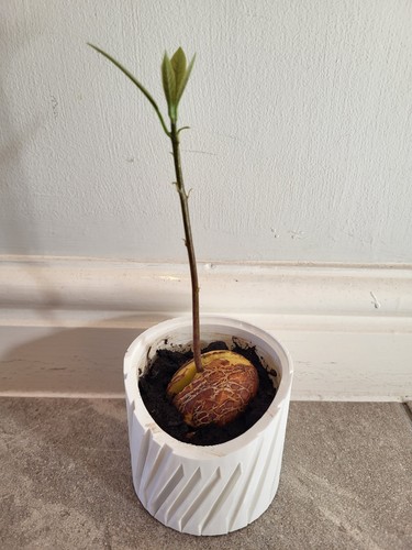 Avocado plant from seed - from, in