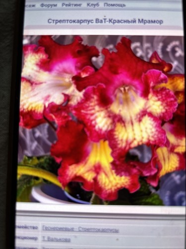 Streptocarpus vat red marble - vat, marble(