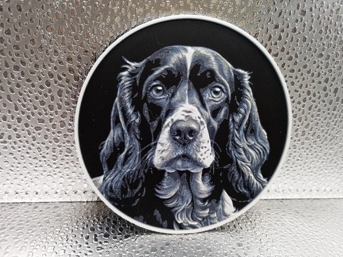 American cocker spaniel - american,
