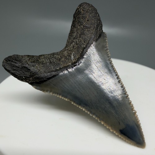 Gorgeous lower fossil - gorgeous,
