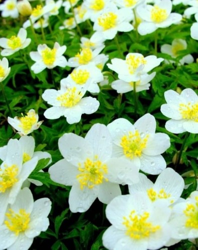 Caltha alba marsh marigold - marsh,