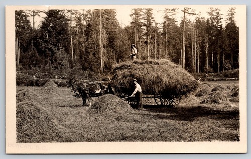 Manitoba horse drawn hay - horse, wagon