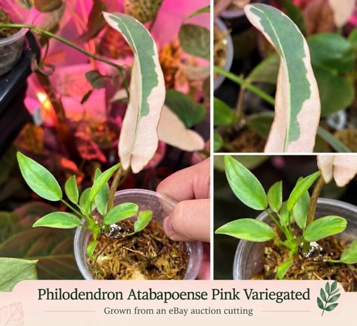 Philodendron atabapoense pink - atabapoense,
