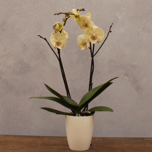 Plant theory 60cm moth orchid - plant,