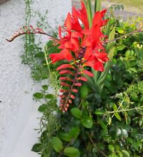 100 Lucifer Crocosmia Organic Seeds Red Flowers From Coastal Grown Plants