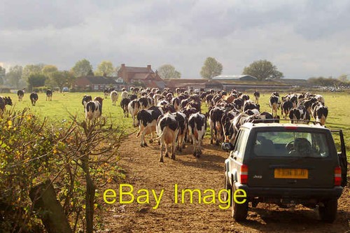 Photo 6x4 cattle heading - cattle,