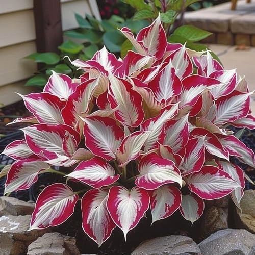 100 red white hosta plant - &,