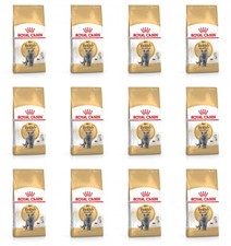 British Shorthair Adult Dry