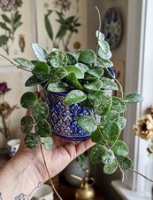 Large Rare Hoya Mathilde