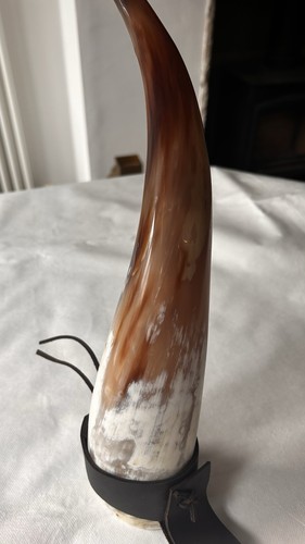 Large polished drinking - drinking, horn