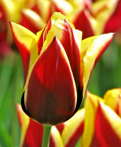 Tulips gavota spring - x,
