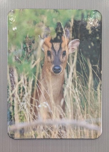 Muntjac deer fridge - muntjac, magnet
