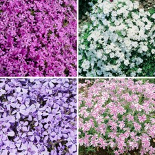 Set carpet phlox - of,