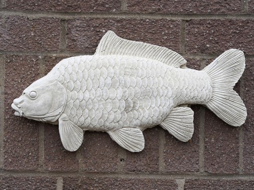 Large common carp - common, stone