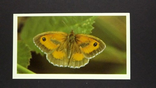 Grandee cigar card - x,
