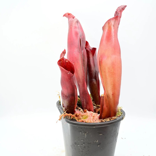 Heliamphora sarracenioides