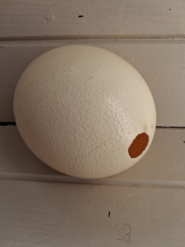 Ostrich egg blown large - ostrich,