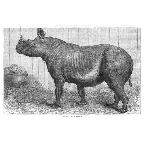 Two horned rhinoceros - horned,