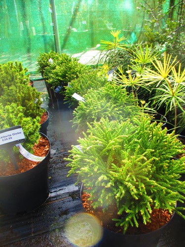 11inch diameter japanese - diameter,