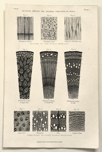 Wood botany botanical - wood,, botany,