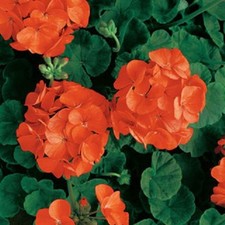 Geranium Zonal Grandeur®