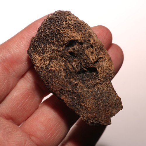 Beautiful rex tyrannosaurus - beautiful,
