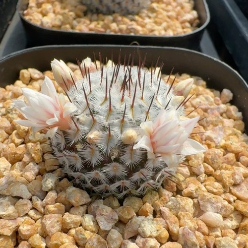 2cm succulent cactus - 2cm,