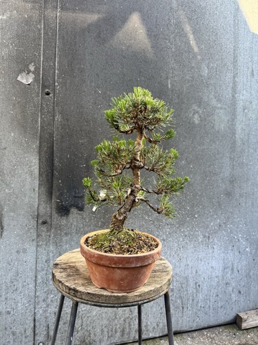 Japanese black pine - japanese,