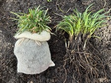 Ophiopogon japonicus - 'Nanus' Green - Clump of 10 plus Wool Potted rare plants.