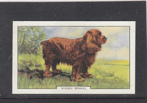 1938 gallaher dogs 2nd - dogs,