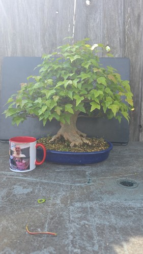 Trident bonsai tree - trident, outdoor