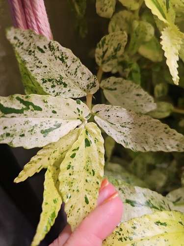 Pellionia repens variegated - pellionia,