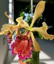 Cattleya Dowiana Aurea. Fragrant Flowers. With New Growth. Well Rooted Plant 