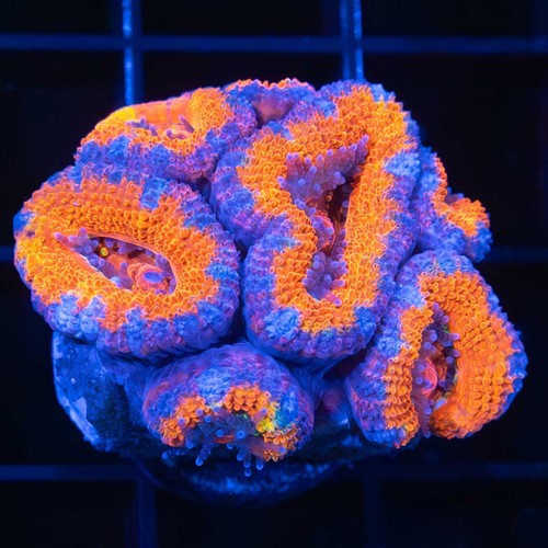 Orange acan coral combined - coral,