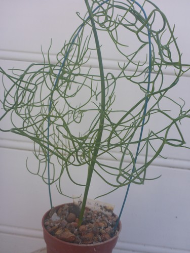 Bowiea volubilis subsp