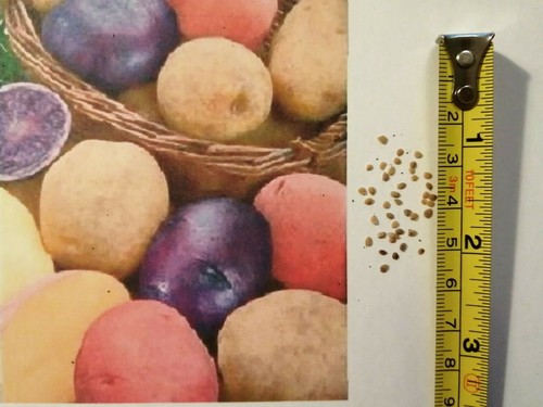 Rare hybrid potato seeds grow - rare,