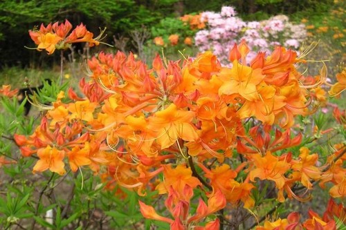Tipsy tangerine aromi azalea - tipsy,