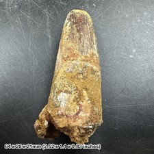 Fossilised Spinosaurus