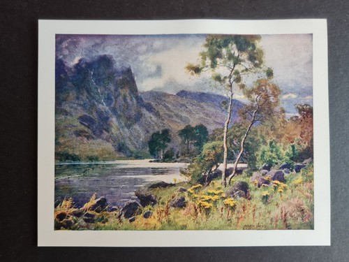 Antique 1908 print raven - print,