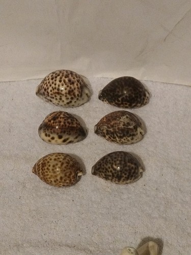Tiger leopard cowrie - x,
