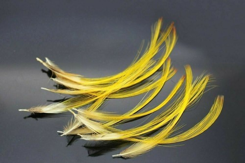 Pack golden pheasant - of,